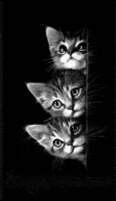 three kittens peeking out from behind a wall with the words big herm written on the bottom