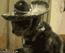 Cat Sombrero GIF - Cat Sombrero Yes GIFs