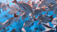 Fish Viralhog GIF