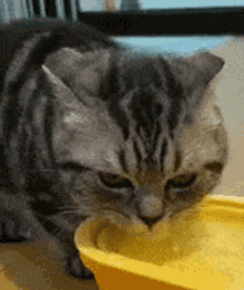 Kitten Cat GIF - Kitten Cat Water GIFs