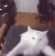 Funny Cat Dancing GIF - Funny Cat Dancing GIFs