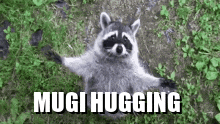 Mugi Raccoon Mugi Hugging GIF - Mugi Raccoon Mugi Hugging GIFs