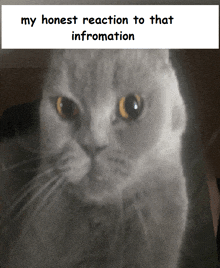 My Honest Reaction To That Information GIF - My Honest Reaction To That Information GIFs