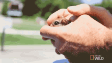 Holding A Squirrel The Cutest Flying Rodent GIF - Holding A Squirrel The Cutest Flying Rodent Super Squirrel GIFs
