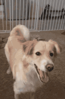 Dogs Pet GIF - Dogs Pet Wag GIFs