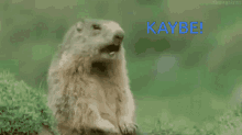 Kaybe Kaybe Lrp GIF - Kaybe Kaybe Lrp GIFs