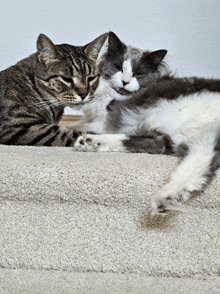 two cats laying next to each other on a beige carpet