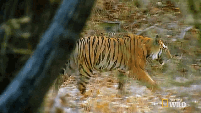 tiger walking gif