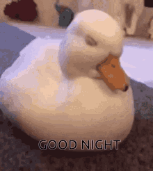 Sleepy Duck Good Night Duck GIF