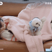 a person laying on a couch with a pink blanket and a white dog