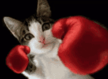 Catboxing GIF