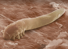 a close up of a worm with a long tail