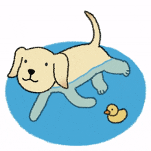animal dog puppy cute swim