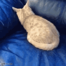 Gato Cat GIF - Gato Cat Sofa GIFs