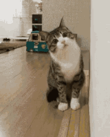 Cat Confused GIF - Cat Confused Curious GIFs
