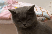 Cat Suspicious GIF - Cat Suspicious GIFs