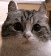 Cat Staring Asyalittlecat GIF - Cat Staring Asyalittlecat Stan Twitter GIFs