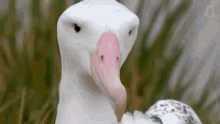 Seagull What GIF - Seagull What Animal GIFs