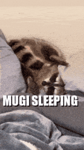 Mugi Raccoon Mugi Sleeping GIF - Mugi Raccoon Mugi Sleeping GIFs