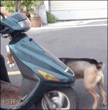 Dog Riding GIF - Dog Riding Scooter GIFs