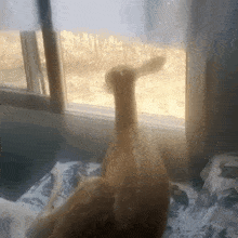 a duck is sitting on a bed in front of a window .