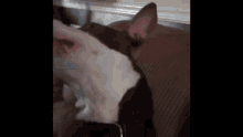 Daade Dog GIF - Daade Dog Kiss GIFs