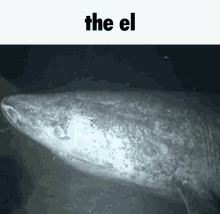 The El The GIF - The El The El GIFs
