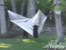 two bears are standing next to a hammock in a yard .
