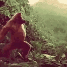 dance monkey