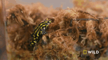 Frog National Geographic GIF - Frog National Geographic The Bug House GIFs