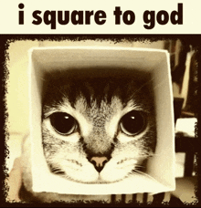 a cat in a box with the words " i square to god " below it