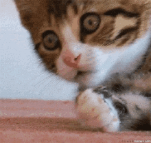 Cat Ohmy GIF - Cat Ohmy What GIFs