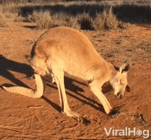 Scratching Itch GIF - Scratching Itch Kangaroo GIFs