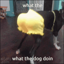 Twerking Dog What The Dog Doin GIF - Twerking Dog What The Dog Doin What The GIFs