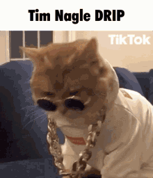 Cat Tim Nagle GIF - Cat Tim Nagle Drip GIFs