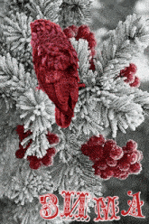 a red bird is perched on a snowy tree branch
