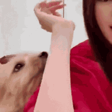 Sana Twice Dog Boo GIF - Sana Twice Dog Boo GIFs