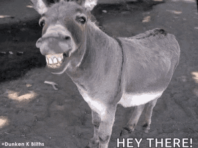 donkey smiling with teeth