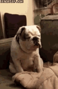 a dog is sitting on a couch with its eyes closed