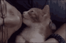 Nikki Wilson Kiss GIF - Nikki Wilson Kiss Cat GIFs