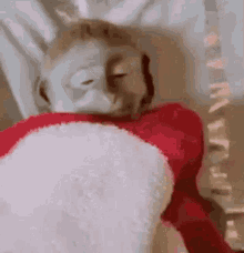 a close up of a monkey wearing a santa hat and socks .