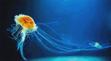 jellyfish party underwater sea creatures