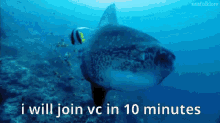 Sunfish Vc GIF - Sunfish Vc Join GIFs