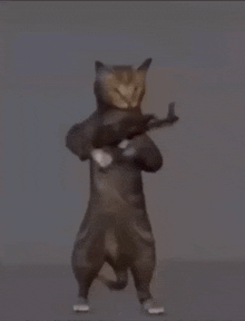 Cat Ak47 Gun Go Brrrr Feline Weaponry GIF - Cat Ak47 Gun Go Brrrr Feline Weaponry Animal Gun GIFs