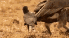 Crow Vulture GIF - Crow Vulture Nature Is Awesome GIFs