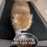 a cat is walking on a treadmill and eating from a bowl .