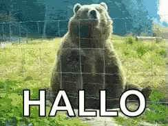 Bear Hello GIF - Bear Hello Hallo GIFs