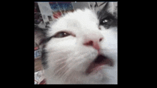 Eppic Cat Spinny GIF - Eppic Cat Spinny GIFs