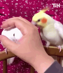 angry peck