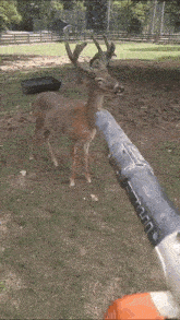 Deer Leaf Blower GIF - Deer Leaf Blower Deer Blow GIFs